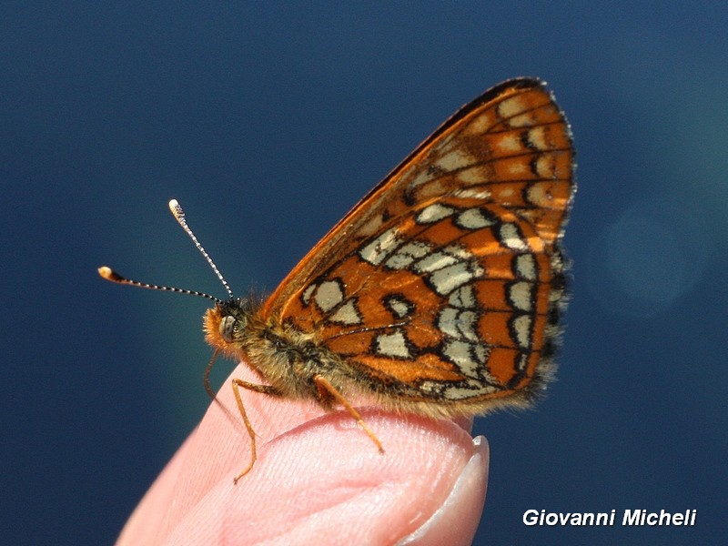 Euphydryas  intermedia..? S